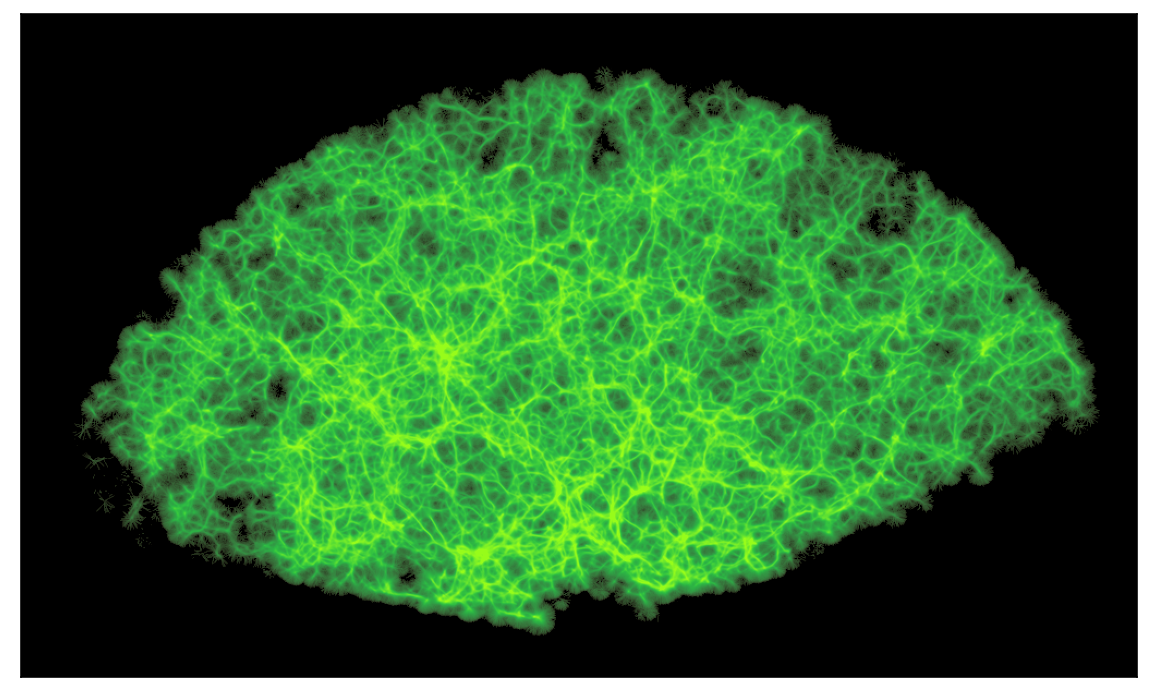 slime mold reconstrunction of the SDSS spectroscopic catalog to z < 0.1